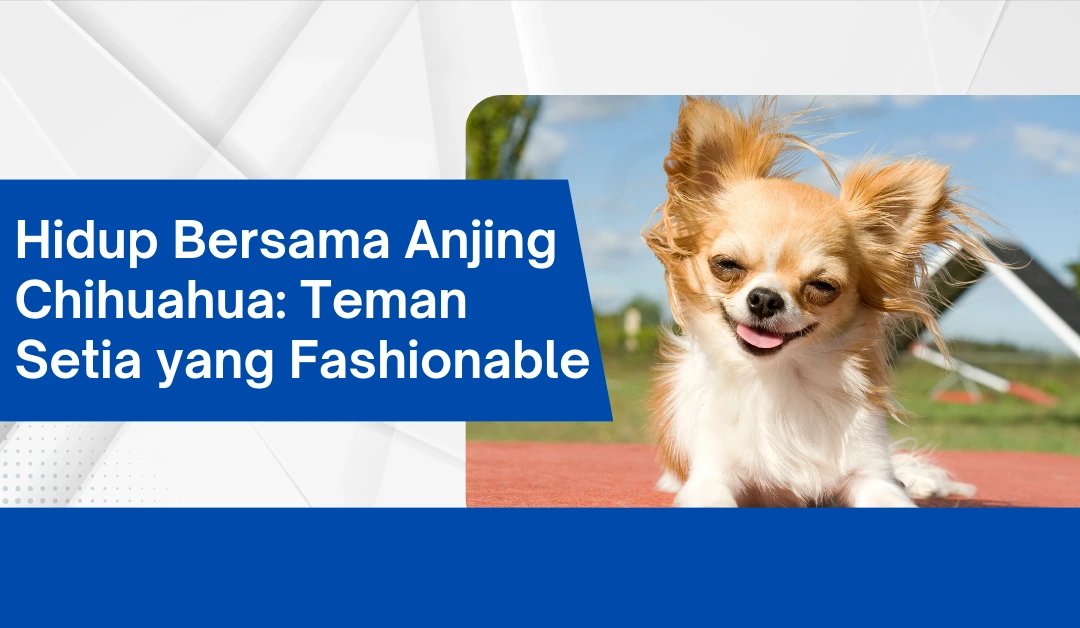 hidup-bersama-anjing-chihuahua:-teman-setia-yang-fashionable