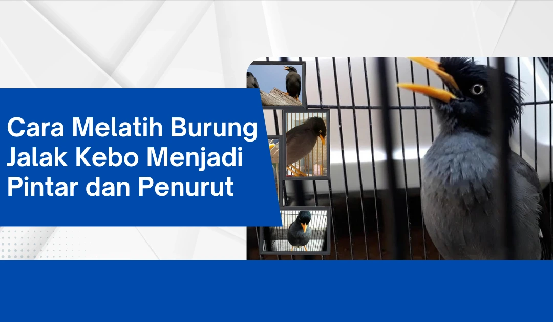 cara-melatih-burung-jalak-kebo-menjadi-pintar-dan-penurut