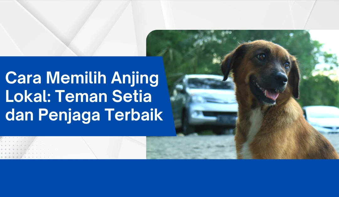 cara-memilih-anjing-lokal:-teman-setia-dan-penjaga-terbaik