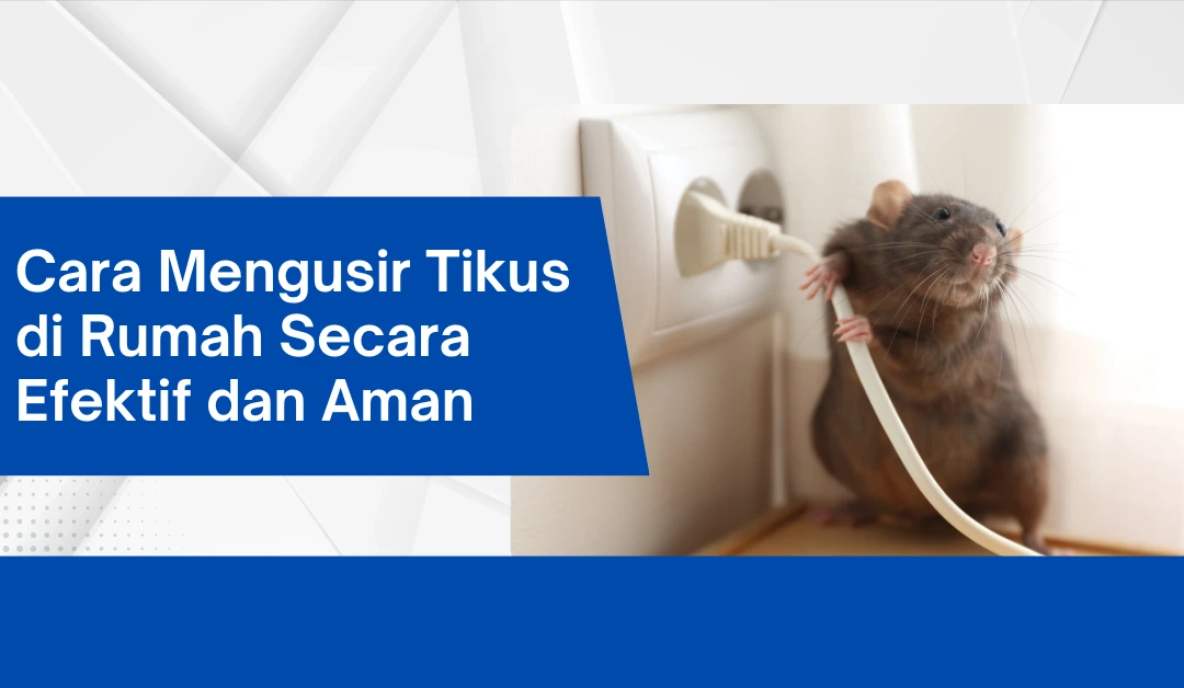 Cara Mengusir Tikus di Rumah Secara Efektif dan Aman