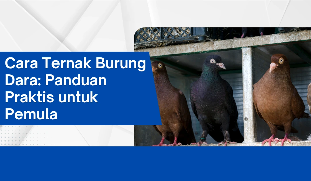 cara-ternak-burung-dara:-panduan-praktis-untuk-pemula