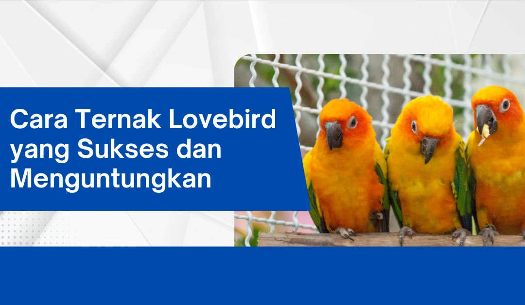 cara-ternak-lovebird-yang-sukses-dan-menguntungkan