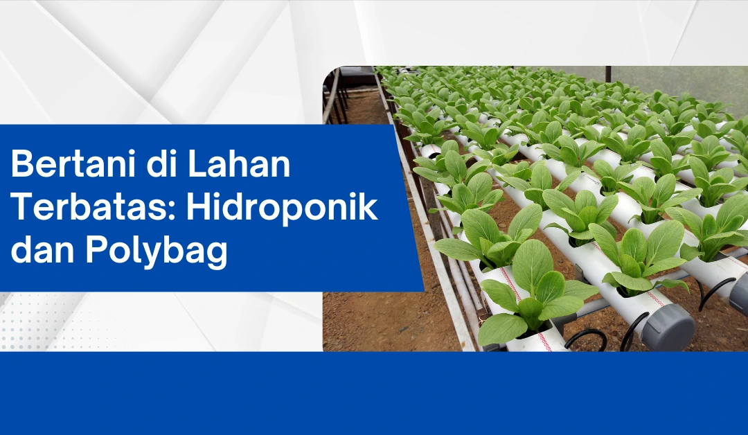 bertani-di-lahan-terbatas:-hidroponik-dan-polybag