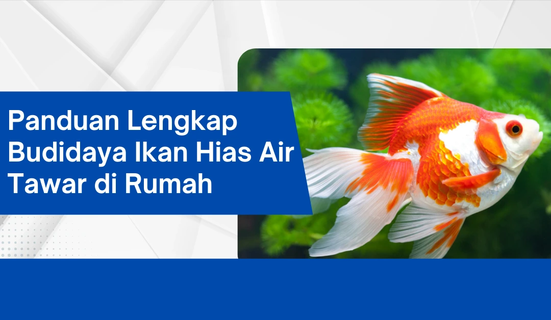 panduan-lengkap-budidaya-ikan-hias-air-tawar-di-rumah