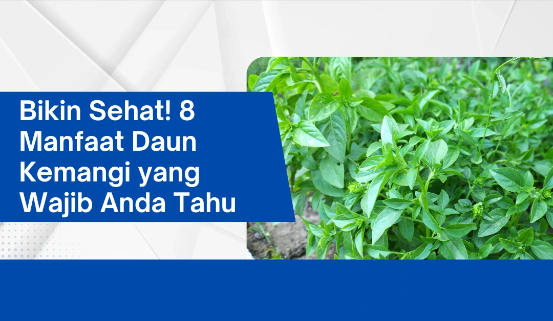 Bikin Sehat! 8 Manfaat Daun Kemangi yang Wajib Anda Tahu