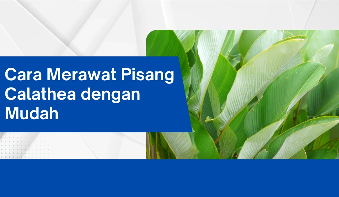 cara-merawat-pisang-calathea-dengan-mudah