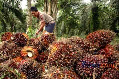 manfaat-industri-kelapa-sawit-yang-harus-anda-ketahui