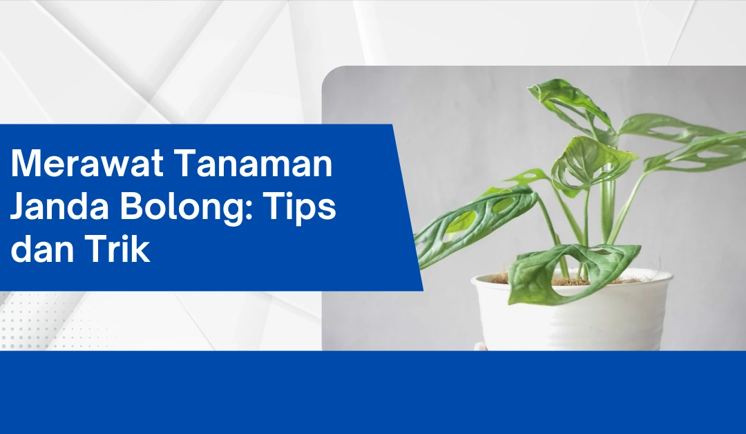 merawat-janda-bolong:-tips-dan-trik-untuk-tanaman-hias