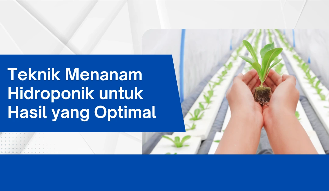 teknik-menanam-hidroponik-untuk-hasil-yang-optimal