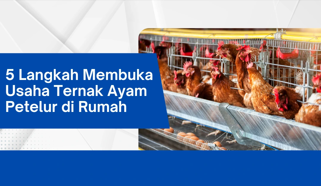 5 Langkah Membuka Usaha Ternak Ayam Petelur di Rumah