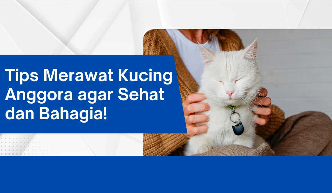 tips-merawat-kucing-anggora-agar-sehat-dan-bahagia!