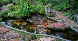 kolam ikan depan rumah